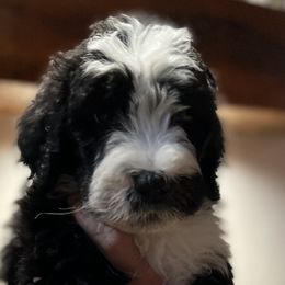 Duds - Male - Black and white Sheepadoodle puppy in Surprise, Arizona from Desert Lily Doodles