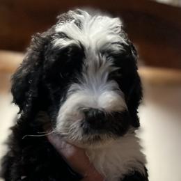 Duds - Male - Black and white Sheepadoodle puppy in Surprise, Arizona from Desert Lily Doodles