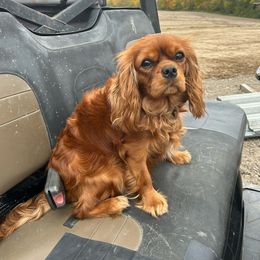 Polly - Cavalier King Charles Spaniel