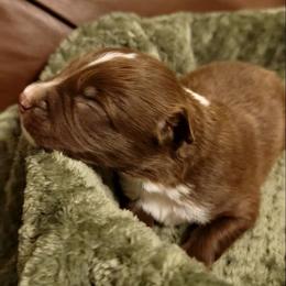 Canyon - Red tri-color male Australian Shepherd puppy in Lubbock, Texas from Barn Raised Aussies