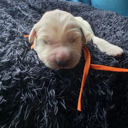 Jupiter - Orange - Golden male Golden Retriever puppy in Lucasville, Ohio from Halo Kennels