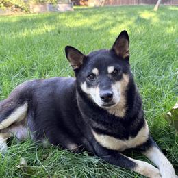 Mica - Shiba Inu