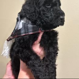 Poodle Puppies from Semmy’s standard Poodle