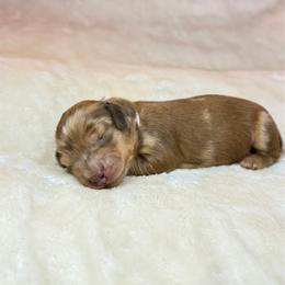 Pumpkin - Dapple female Dachshund puppy in Weatherford, Texas from Boujee Dachshunds