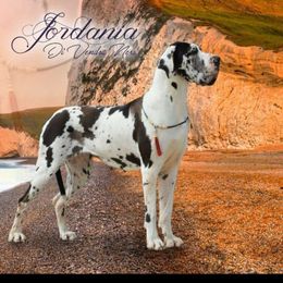 Great Dane and Pug Puppies from Viking Kennel