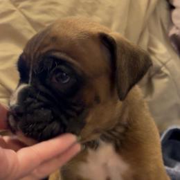 Boy 1 - Fawn male Boxer puppy in Graham, Washington from Precious Paws Boxer puppies in WA