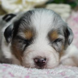 Slate - Blue merle male Australian Shepherd puppy in Placerville, California from BFF Aussies