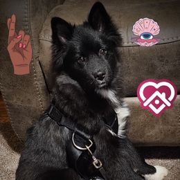 Kol - Black Companion Cross puppy in Farmville, Virginia from Limited Edition Pomskies