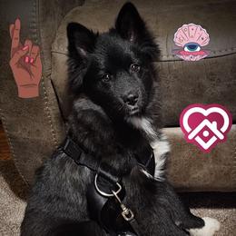 Kol - Black Companion Cross puppy in Farmville, Virginia from Limited Edition Pomskies