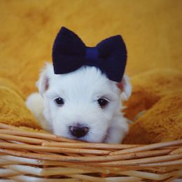 Maltese, Morkie, and Yorkshire Terrier Puppies from Little Paws Nursery
