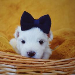 Maltese, Morkie, and Yorkshire Terrier Puppies from Little Paws Nursery