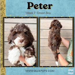 Peter (Green boy): Ready 11-3 - Tri-color male Bernedoodle puppy in Boiling Springs, South Carolina from OlliePups, LLC