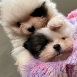 Pomeranian Puppies from TiaZ Poms