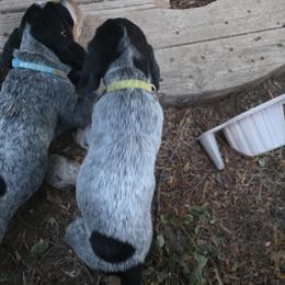 Bluetick Coonhound Puppies from Candra Bessent