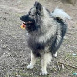 Delki - Keeshond