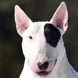 Reggie - Bull Terrier