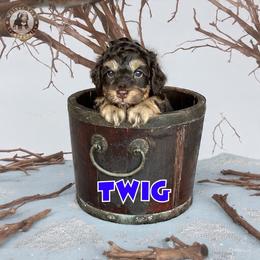 Twig - Brown male Bernedoodle puppy in Banner Elk, North Carolina from Walnut Tree Bernedoodles