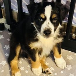 Harvest - Black tri male Miniature Australian Shepherd puppy in Merritt Island, Florida from Space Coast Mini Aussies