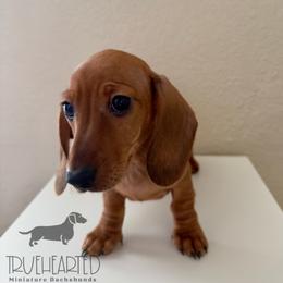 Ophelia - Red female Dachshund puppy in Royse City, Texas from Truehearted Miniature Dachshunds