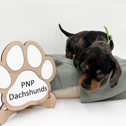 Dil - Dapple male Dachshund puppy in Ben Wheeler, Texas from P&P Dachshunds
