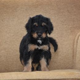 Brown Collar - Phantom male Bernedoodle puppy in Scottsboro, Alabama from Dixie Land Doodles