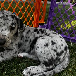 Great Dane Puppies from Denver Danes