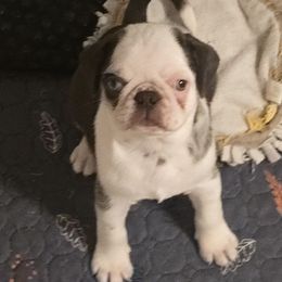 Banchee - Cream male Pug puppy in Boiling Springs, South Carolina from Monsterpugs