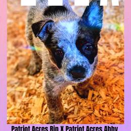 Ella - Blue mottled female Australian Cattle Dog puppy in Fife Lake, Michigan from Kurczak Farm LLC
