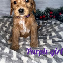 Girl 3 - Apricot Goldendoodle puppy in Modesto, California from Two Doods Doodles