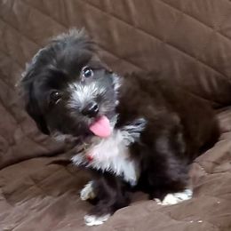 French Bulldog, Mal-Shi, Maltipoo, and Shih Tzu Puppies from NC Stellar Puppies
