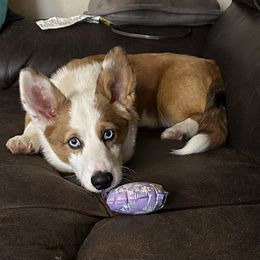 Blaze - American Corgi