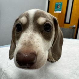 Cillian - Dachshund