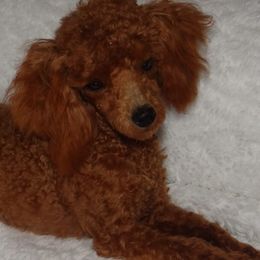 Poodles from Melmack’s Prancing Poodles