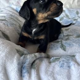 Bourbon - Black and tan male Dachshund puppy in Temecula, California from Naomi Magee's Dachshund Kennel