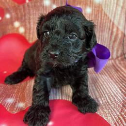 Purple Collar - female Cavapoochon puppy in Waterford, California from Windy Hill Doodles