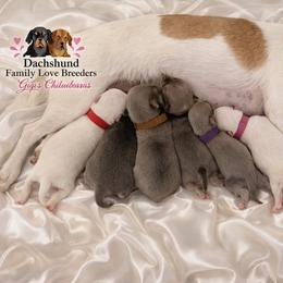 Chihuahua puppies from Dachshund Family Love Breeders