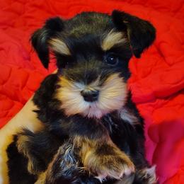 Calcifer - Black and silver male Miniature Schnauzer puppy in Florida from Central Florida Schnauzers