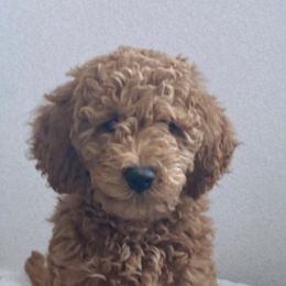 Goldendoodle Puppies from Doodle Paws Az