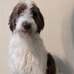 Dolly - Labradoodle
