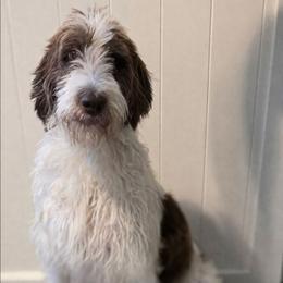 Dolly - Labradoodle