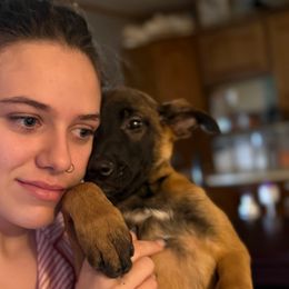 Elsa - Fawn female Belgian Malinois puppy in Linwood, Michigan from Gillis Malinois LLC