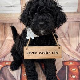 Kristoff - Black phantom male Aussiedoodle puppy in Idabel, Oklahoma from Kay Kay’s Poodles & Doodles