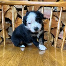 Chloe - Black tri-color female Australian Shepherd puppy in Hillsboro, Oregon from A&D Australian Shepherds