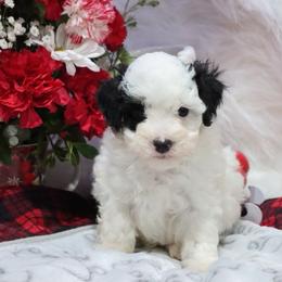 Joseph - Black male Poodle puppy in Green Forest, Arkansas from Horseshoe Drive Kennel