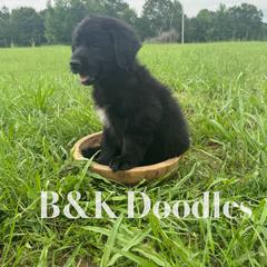Gaston - male Golden Mountain Doodle puppy in Benton, Arkansas from B&K Doodles, LLC