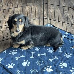 Arlo - Dachshund