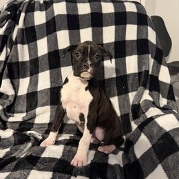 Female 1 - Brindle female Boxer puppy in Prestonsburg, Kentucky from Bre’s Boxers