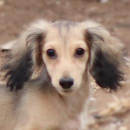 Rocky - Cream male Dachshund puppy in Azle, Texas from American Dachshunds