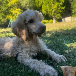Winston - Cream male Poodle puppy in Wolf Creek, Oregon from Dejah Bleu Kennels