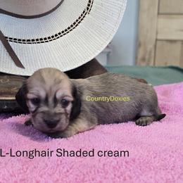 Shaded cream - Cream female Dachshund puppy in Cedar City, Utah from Country Doxies